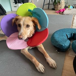 Flower cône for dog 🌸